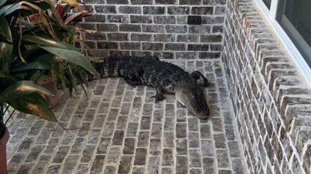 Read more about the article GATOR AID: Hero Cop’s Jawsome Rescue