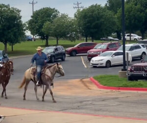 Dad Brings Horse To School So Lad Can Leave In Style
