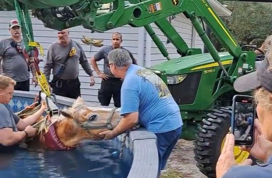 Firefighters Rescue Spooked Horse That Jumped Into Swimming Pool