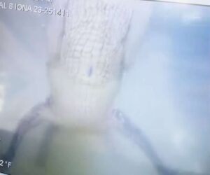 Terrifying Moment Alligator Attacks Police Underwater Drone