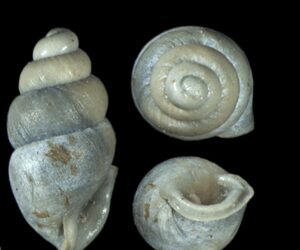 Florida Gets Tiny Snail Named After It That Was Dug Up During Railway Construction