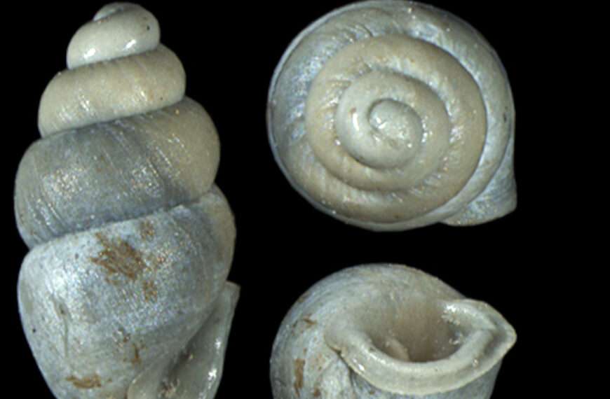 Florida Gets Tiny Snail Named After It That Was Dug Up During…