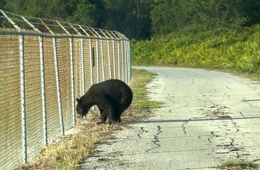 Black Bear Found Prowling US Airport