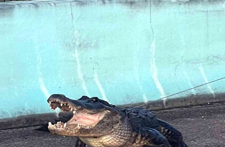 Former Animal Planet Star Helps Police Remove Alligator Blocking Traffic On Florida…