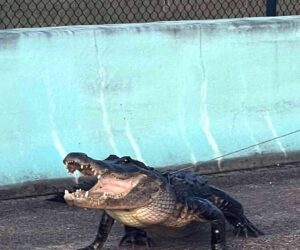 Former Animal Planet Star Helps Police Remove Alligator Blocking Traffic On Florida Highway