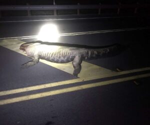 Mum-To-Be And Unborn Baby Die When Truck Hits Alligator