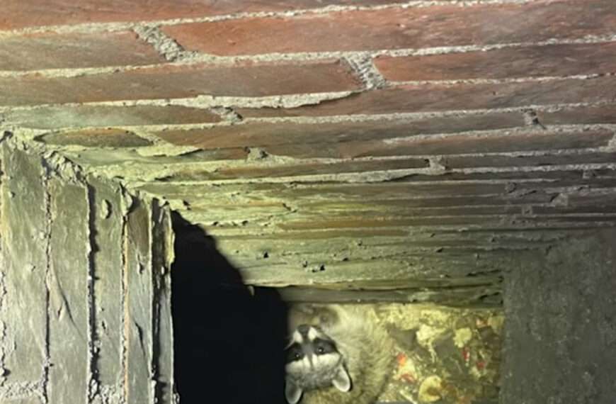 Racoon Mum And Her Four Newborn Babies Rescued From Chimney