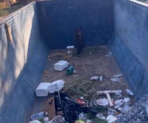  Baby Colorado Bear Cub Rescued After Being Trapped In Dumpster