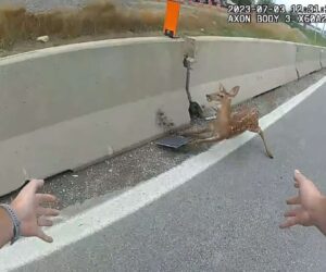 Cops Shut Down Busy Highway To Rescue Terrified Fawn