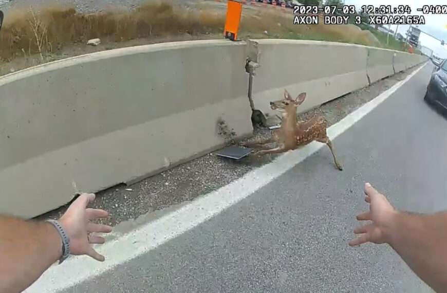 Cops Shut Down Busy Highway To Rescue Terrified Fawn