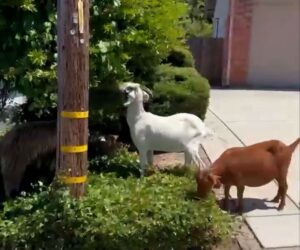 Goats Overrun California Neighbourhood And Munch On Homeowners’ Flowers And Trees