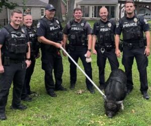 Cops And Locals Chase Runaway Pig Named Mr BaconBits