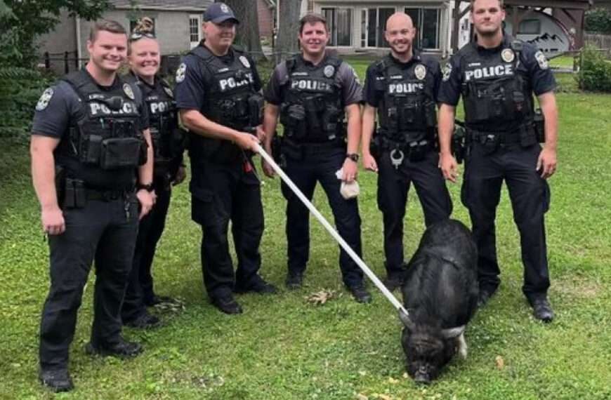 Cops And Locals Chase Runaway Pig Named Mr BaconBits