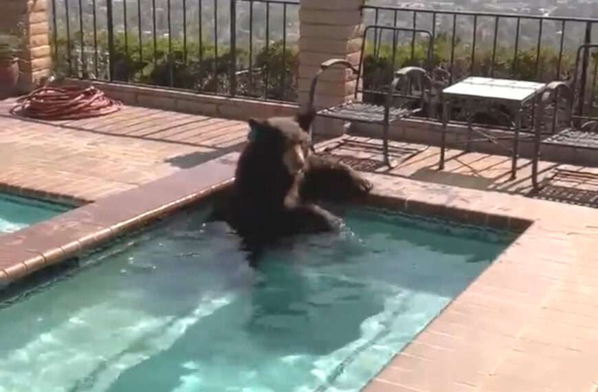  Bear Makes A Splash In Burbank Pool Amid Sweltering California Summer