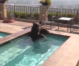 Bear Makes A Splash In Burbank Pool Amid Sweltering California Summer