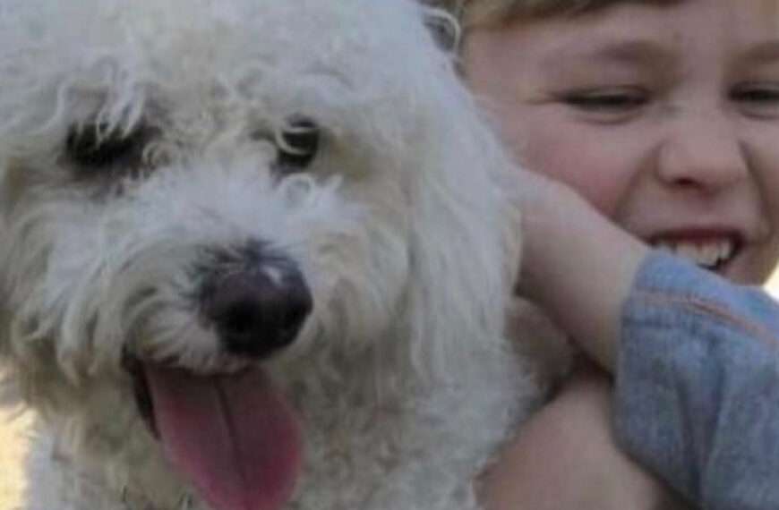 Missing Dog Reunited With Family After Disappearing From Home More Than 12…
