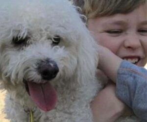 Missing Dog Reunited With Family After Disappearing From Home More Than 12 Years Ago