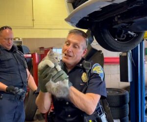 Astonished Cops Find Stowaway Kitten In Patrol Car Engine Bay