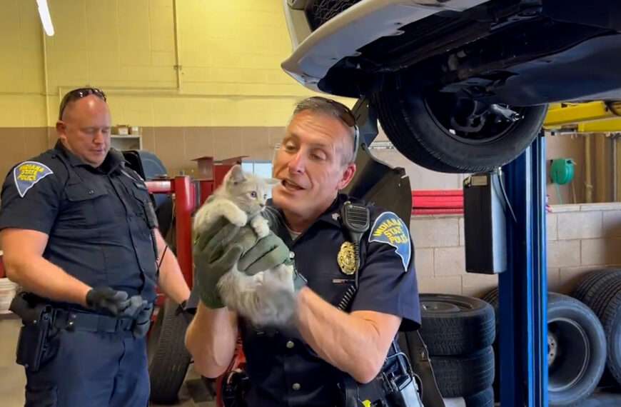 Astonished Cops Find Stowaway Kitten In Patrol Car Engine Bay