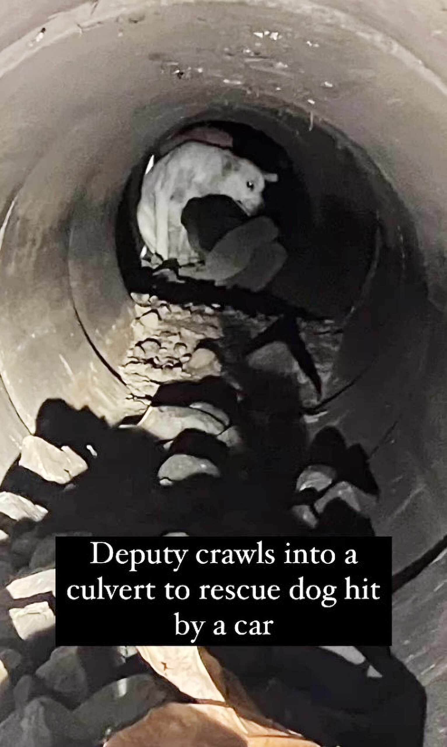 Deputy Crawls Into Pipe To Rescue Injured Dog