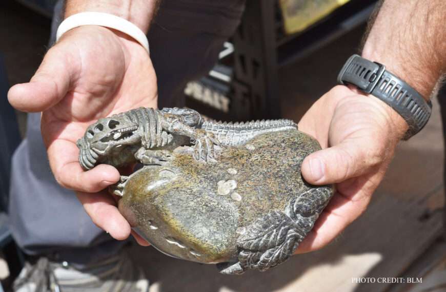 Crooks In Utah Stole Nearly 70 Tonnes Of Dinosaur Bones Worth Over…