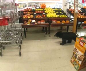 Hungry Baby Black Bear Euthanised After Grocery Visit