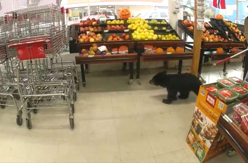 Hungry Baby Black Bear Euthanised After Grocery Visit