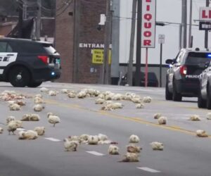 Drivers Puzzled As Dozens Of Chickens Escape Lorry And End Up On Road